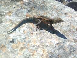 Image of Bluebelly Lizard