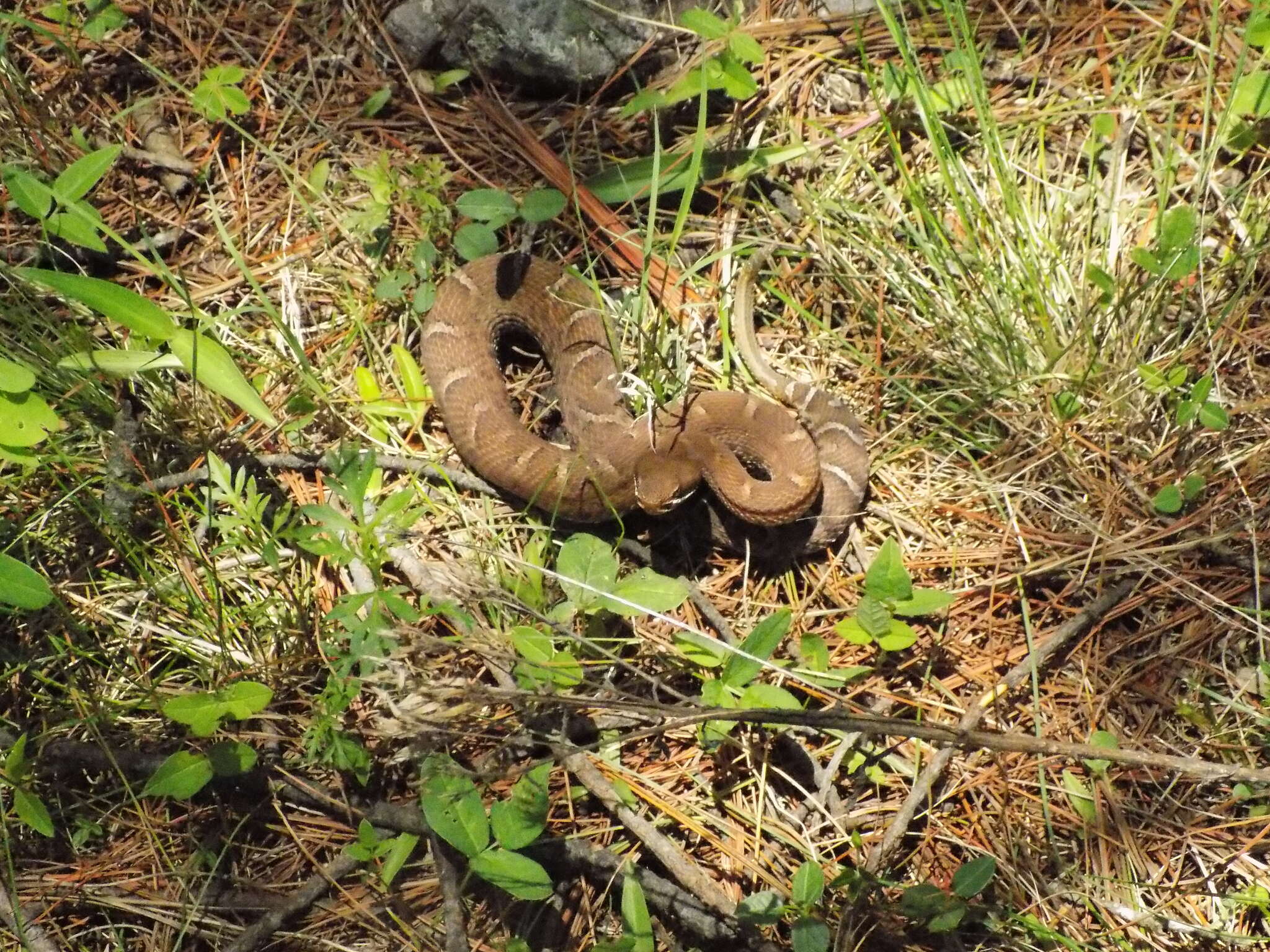 Image of Arizona ridge-nosed rattlesnake