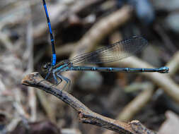 Argia cupraurea Calvert 1902 resmi