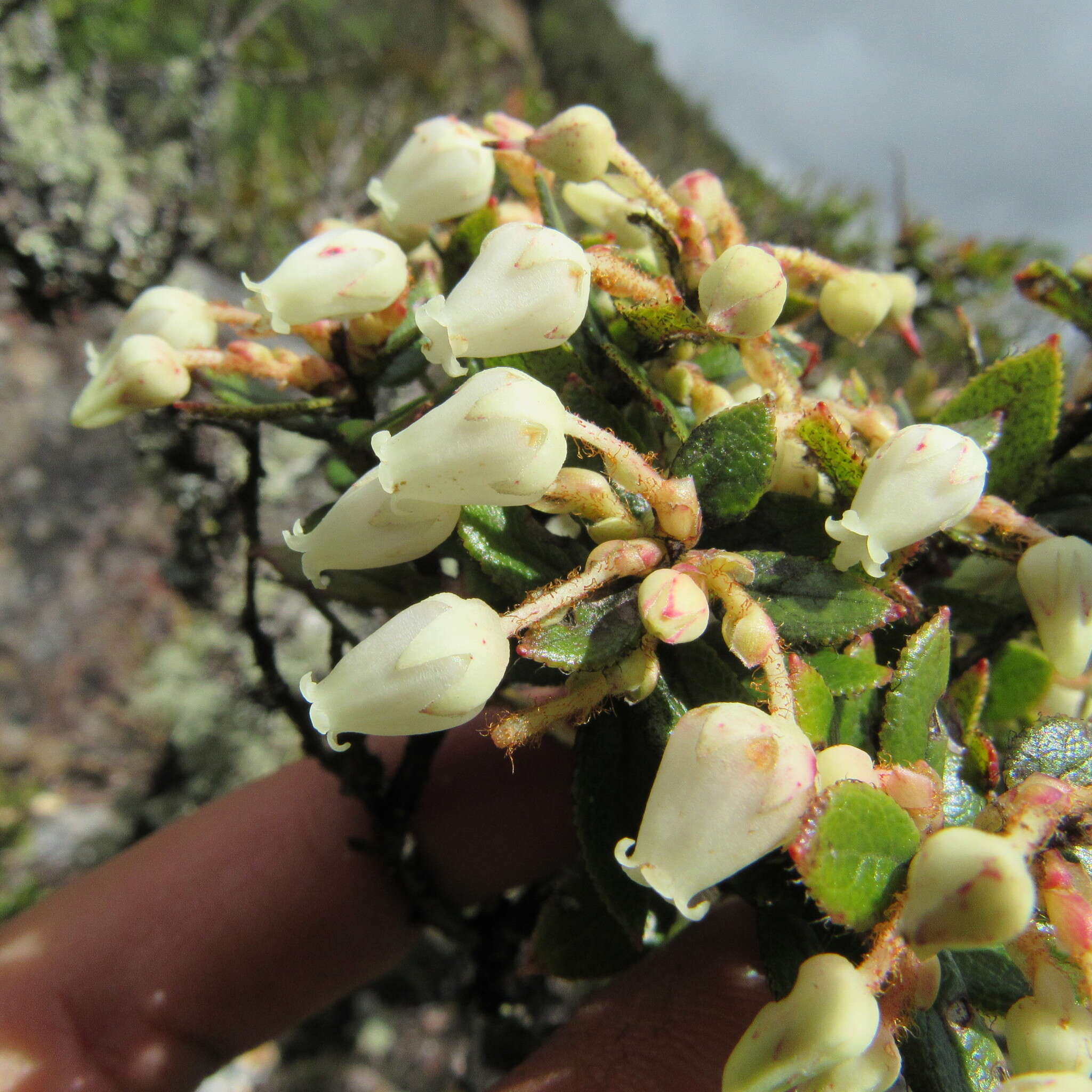 Sivun Gaultheria anastomosans (L. fil.) Kunth kuva