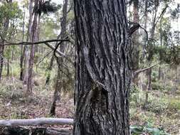 Image of Bailey's Cypress Pine