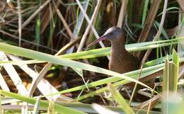 Plancia ëd Rallus madagascariensis Verreaux & J 1833