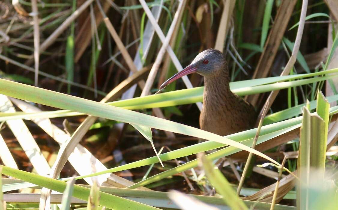 Image of Madagascan Rail