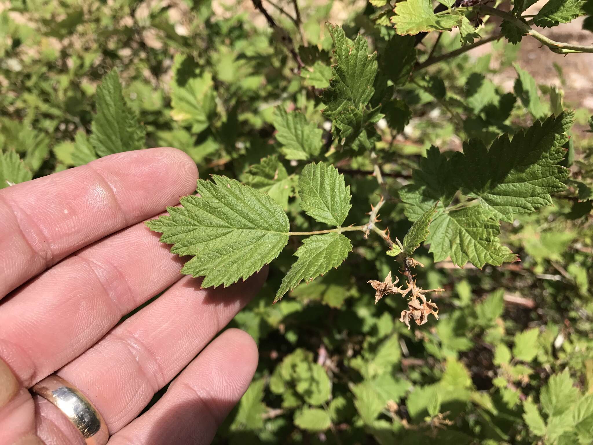 Image of White-Stem Raspberry