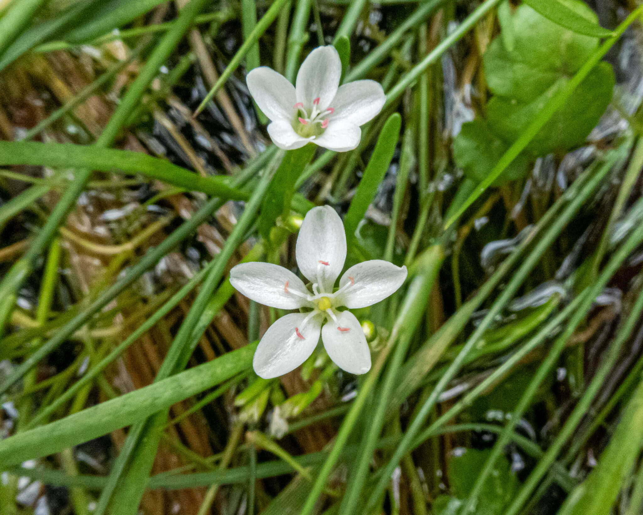 Montia australasica (Hook. fil.) Pax & K. Hoffm. resmi