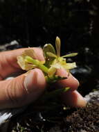 Image of Epidendrum pseudodifforme Hoehne & Schltr.