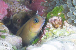 Image of Midas coralblenny