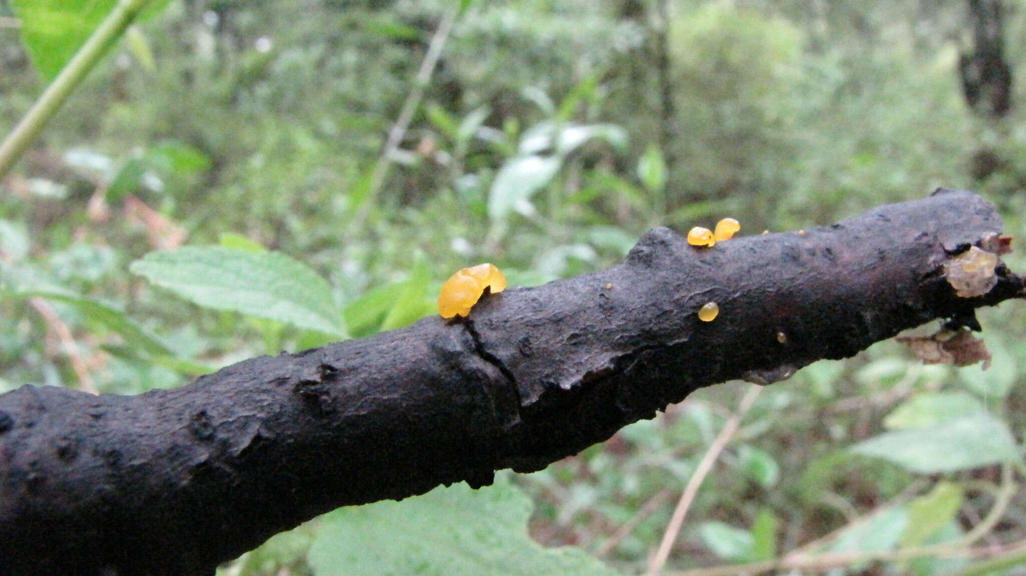 Image of Dacrymyces stillatus Nees 1816