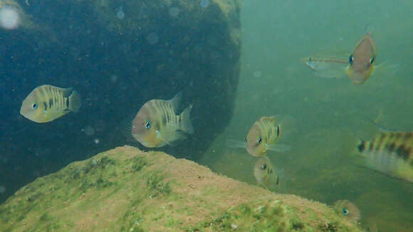 Image of Blue-eye cichlid