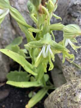 Слика од Bonatea boltonii (Harv.) Bolus