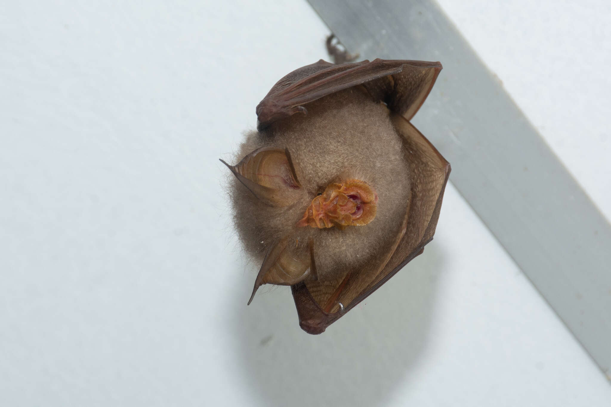 Image of Trefoil Horseshoe Bat