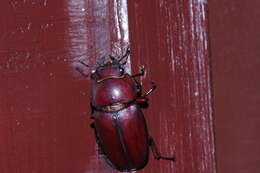 Image of Prosopocoilus (Psalidoremus) dissimilis Boileau 1898