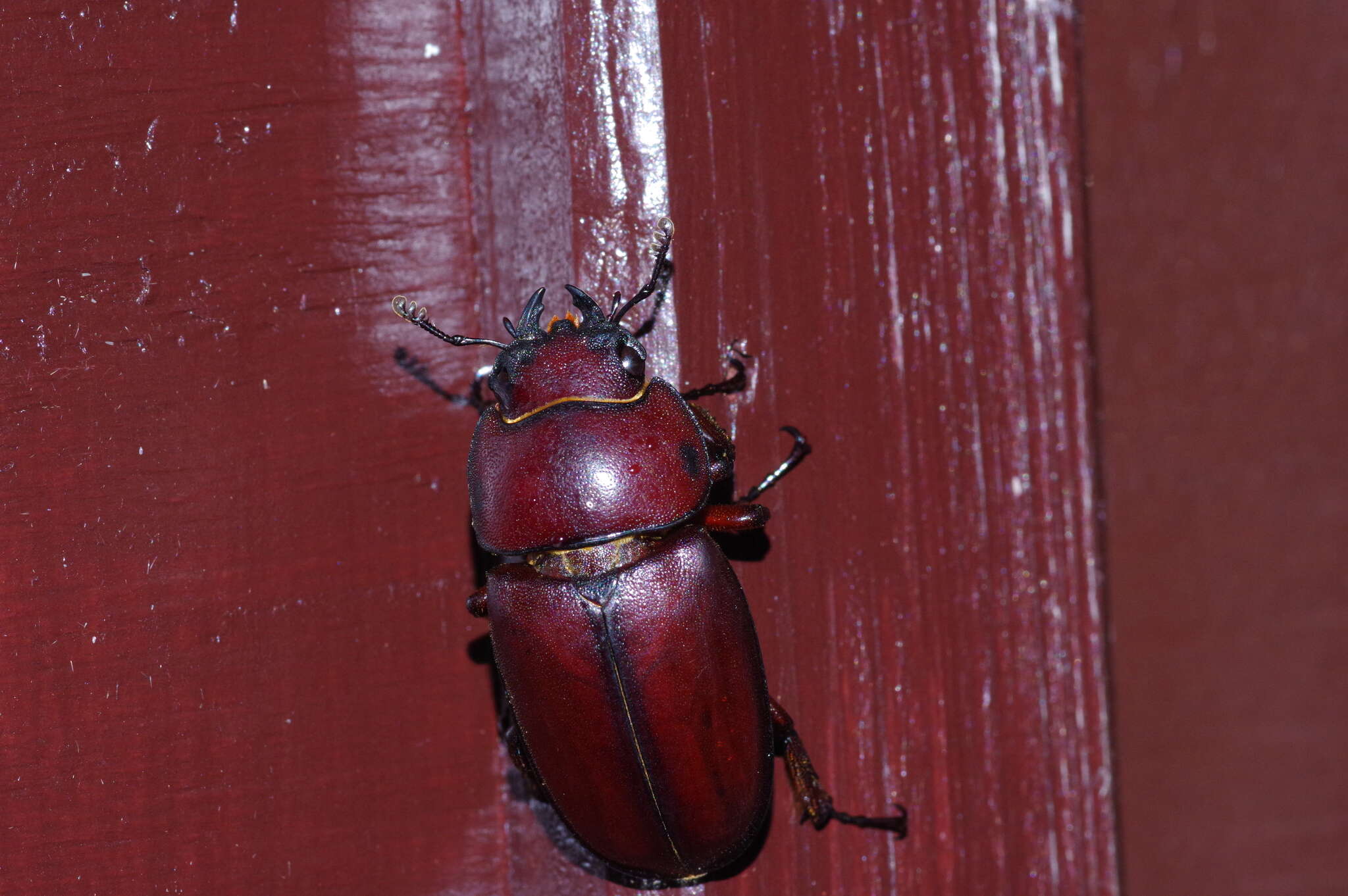 Imagem de Prosopocoilus (Psalidoremus) dissimilis Boileau 1898