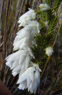 Image of Erica monsoniana var. monsoniana