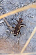 Image of Cylindera (Cylindera) paludosa (L. Dufour 1820)