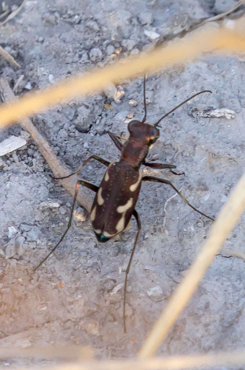 Image of Cylindera (Cylindera) paludosa (L. Dufour 1820)