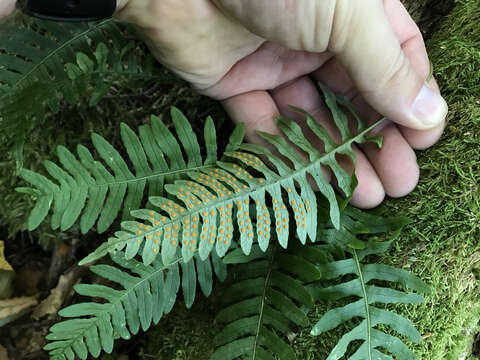 Polypodium appalachianum Haufler & Windham resmi