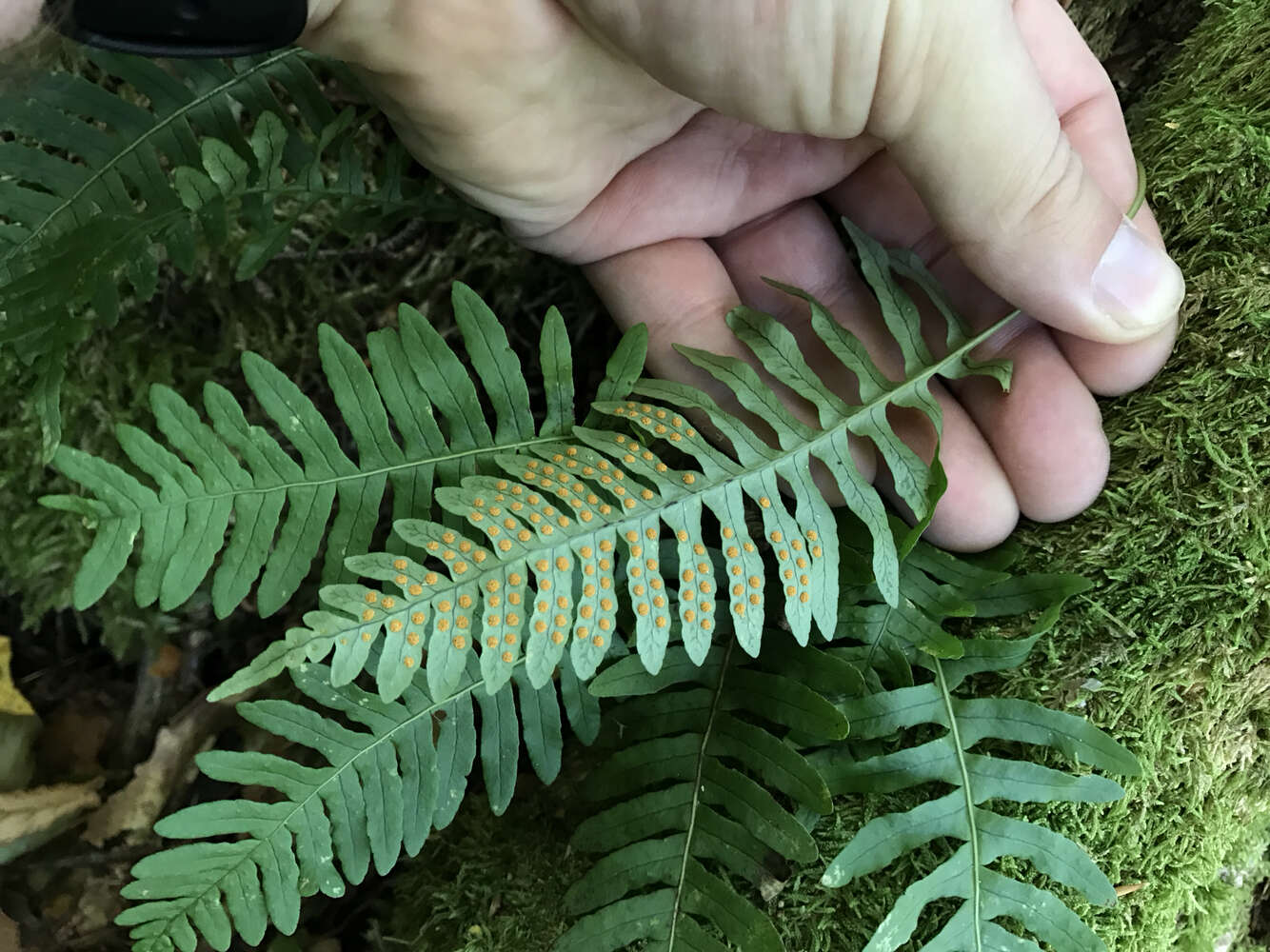 Polypodium appalachianum Haufler & Windham的圖片