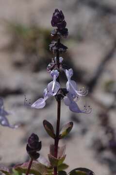 Plectranthus pentheri (Gürke) van Jaarsv. & T. J. Edwards的圖片