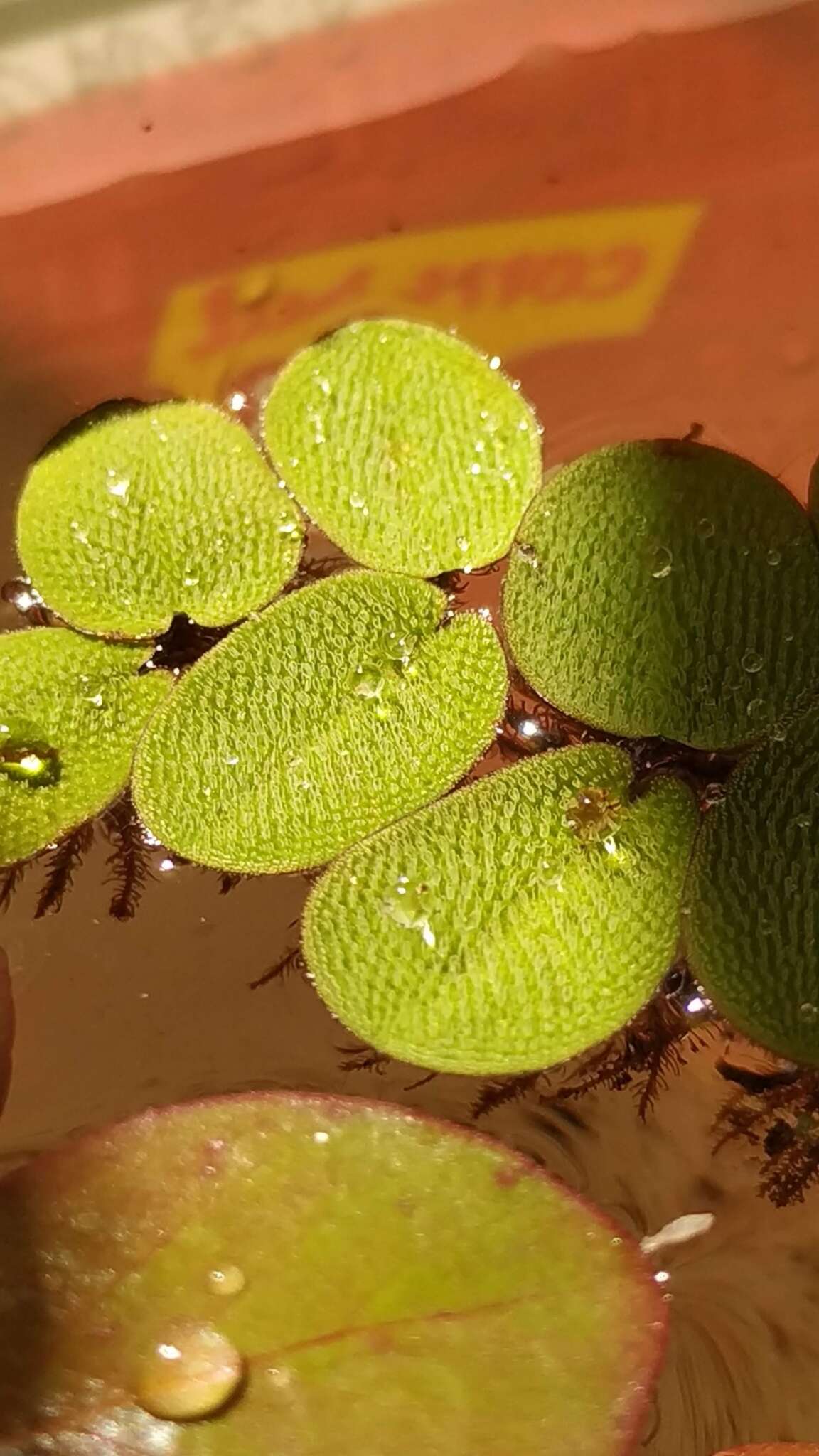 Image of Salvinia radula Baker