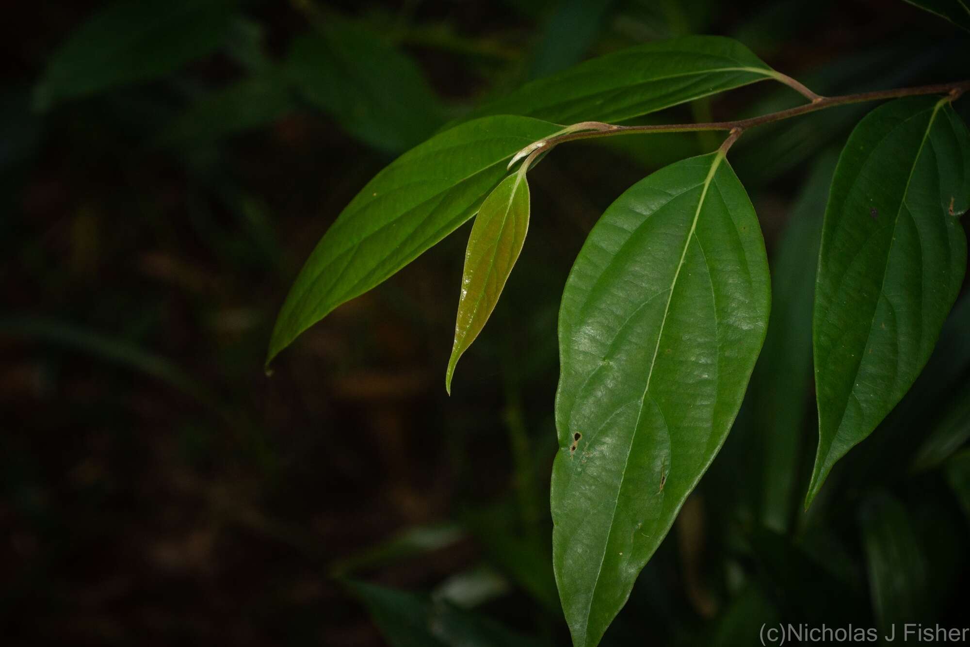 Image de Cryptocarya rigida Meisn.