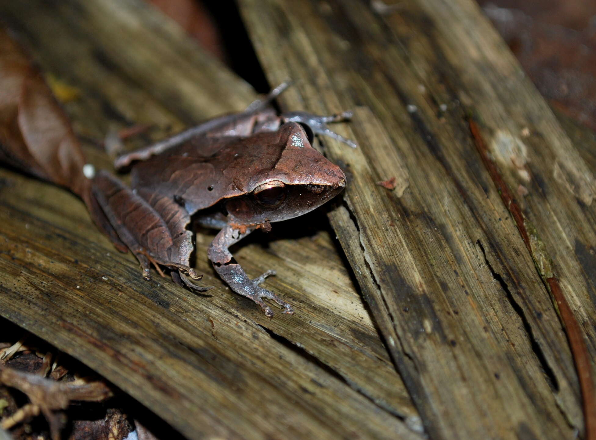 Image of Tilaran Robber Frog