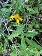 Image de Arnica rydbergii Greene