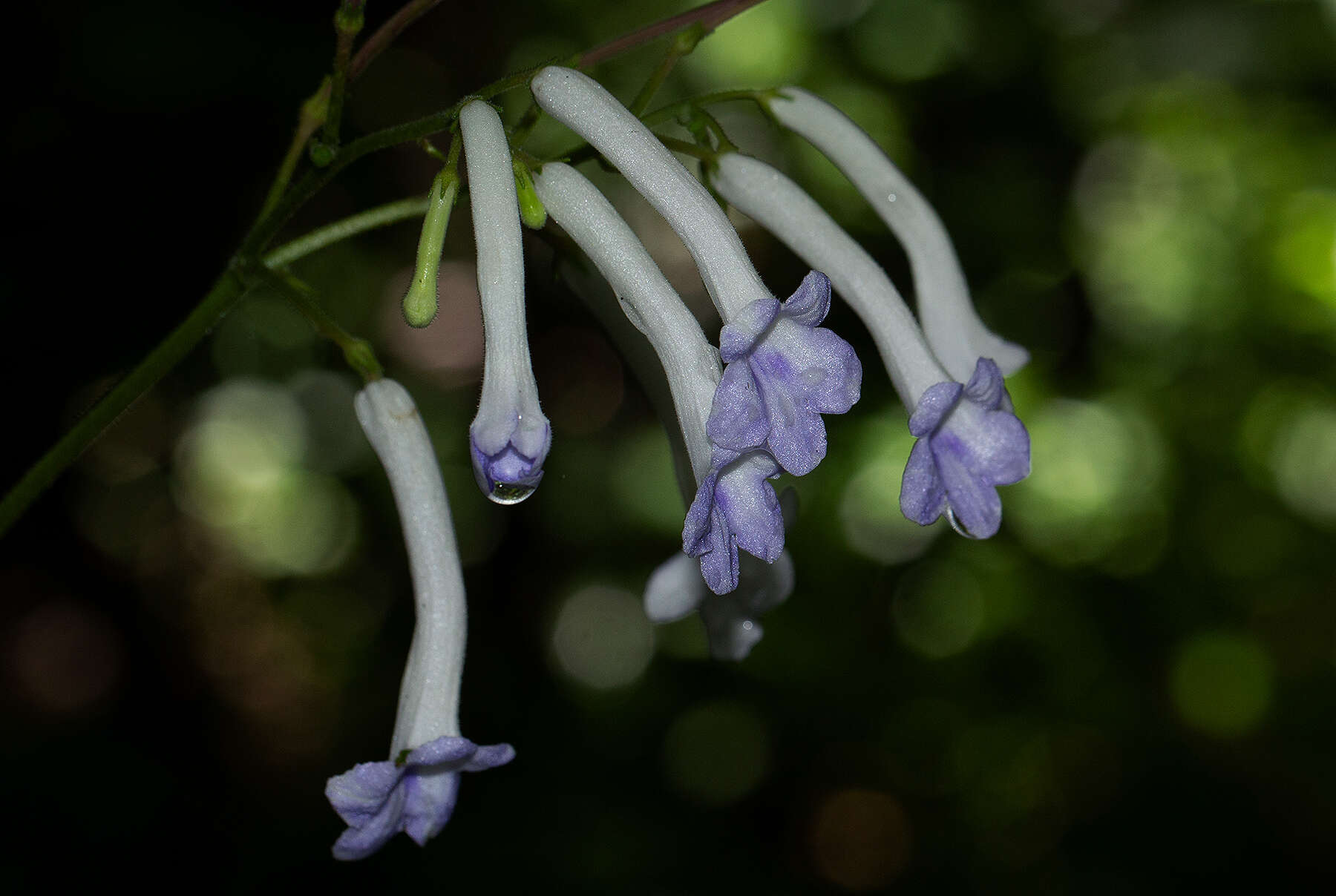 Sivun Streptocarpus solenanthus Mansf. kuva