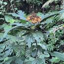 Image of Clerodendrum williamsii Elmer