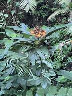 Image of Clerodendrum williamsii Elmer