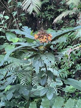 Imagem de Clerodendrum williamsii Elmer