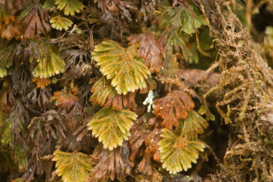 Imagem de Hymenophyllum obtusum Hook. & Arn.