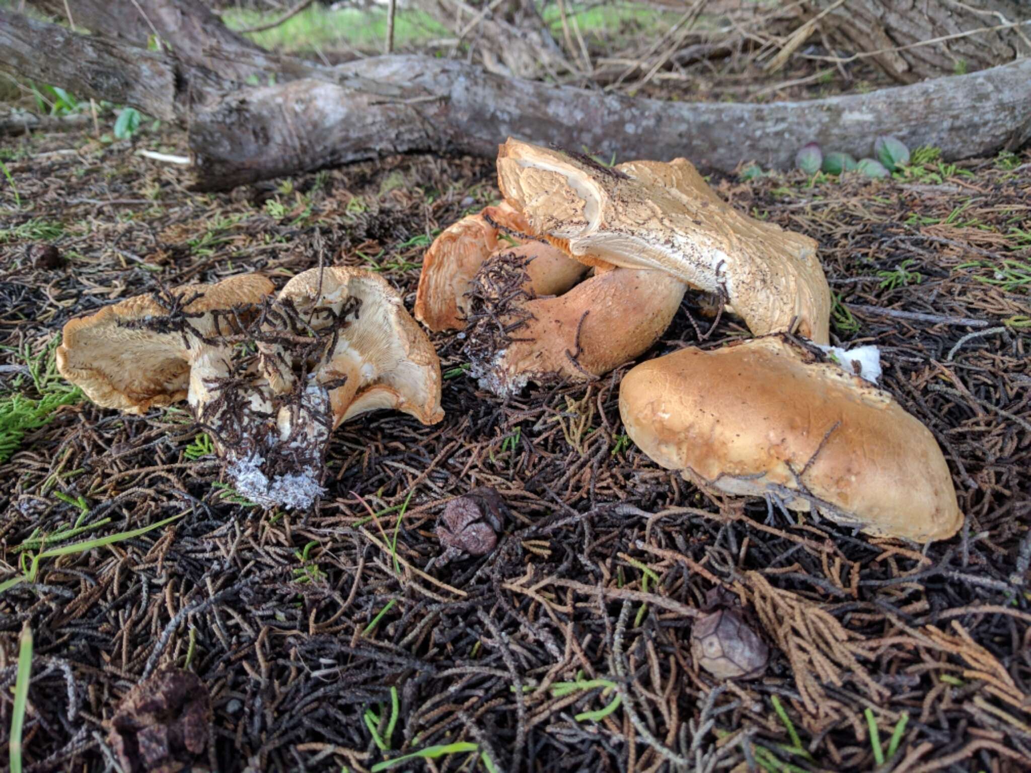 Image of bitter brown leucopaxillus