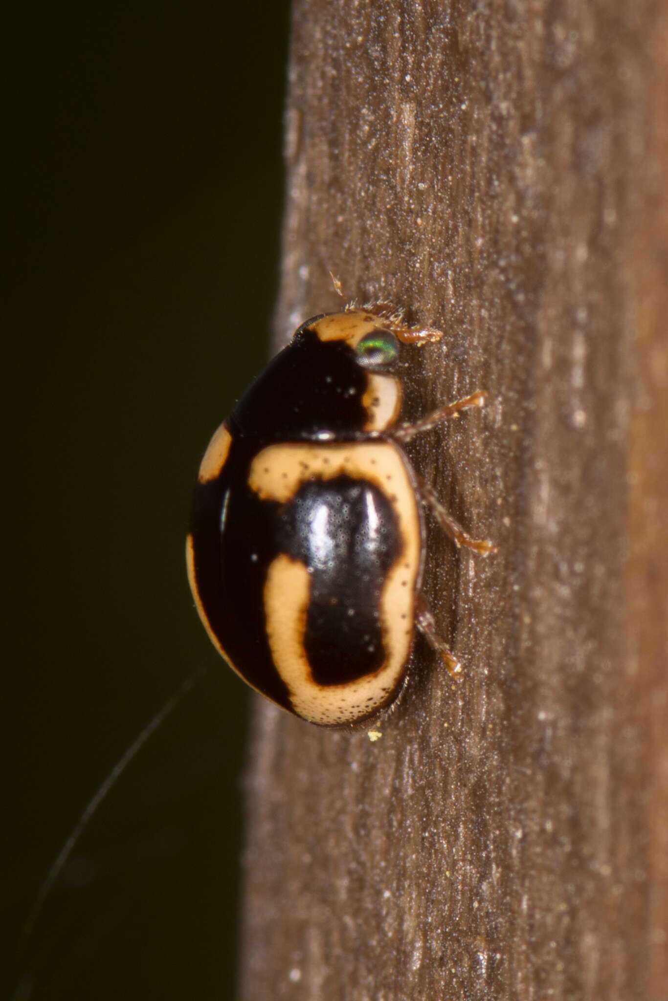 Image of Hyperaspis trifurcata Schaeffer 1905