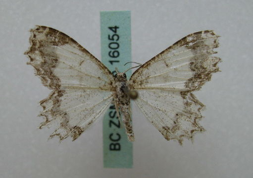 Image of Chlorissa
