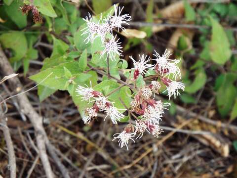 Image de Chromolaena bigelovii (A. Gray) R. King & H. Rob.