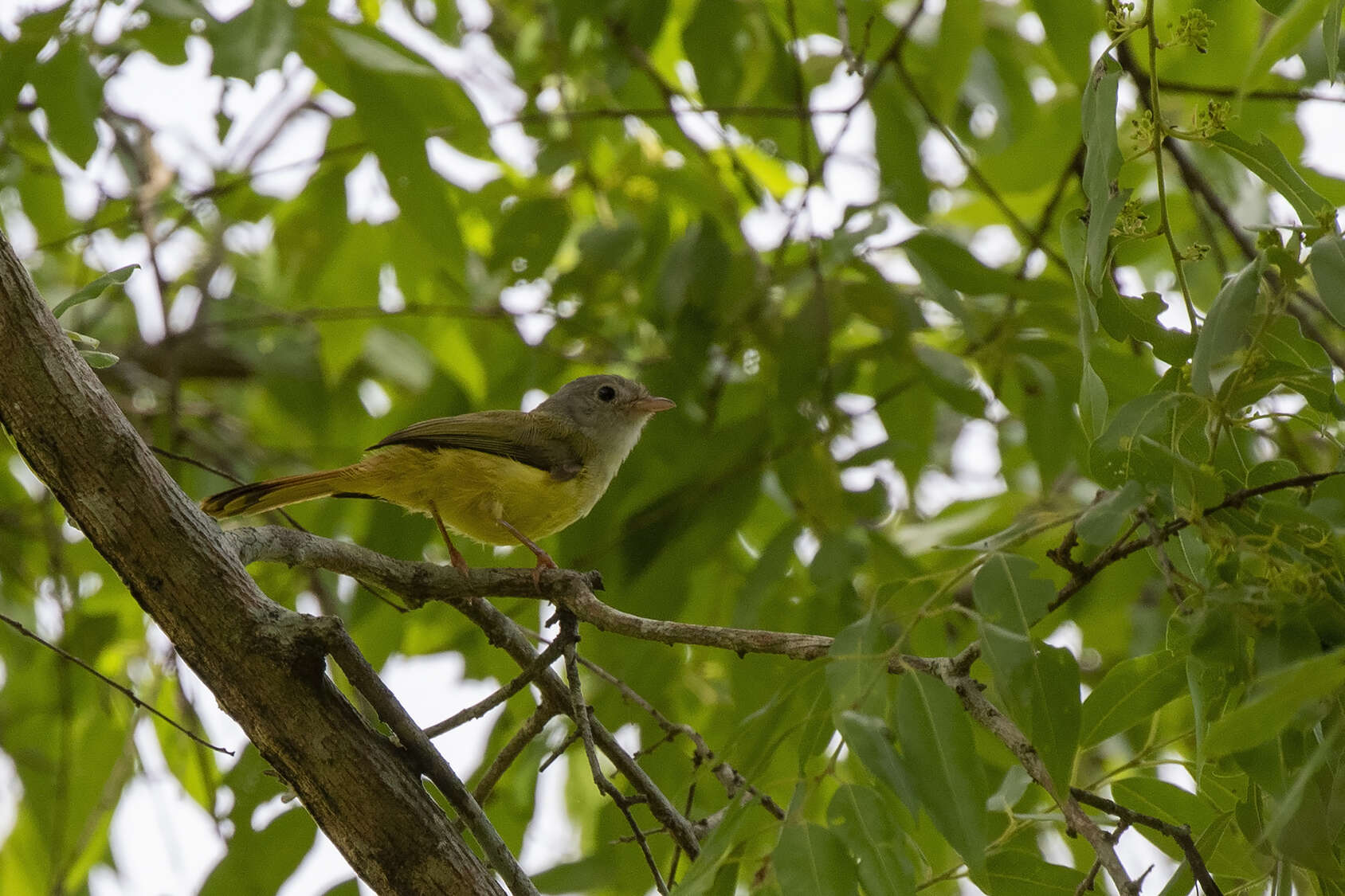 Image of Erythrocercidae