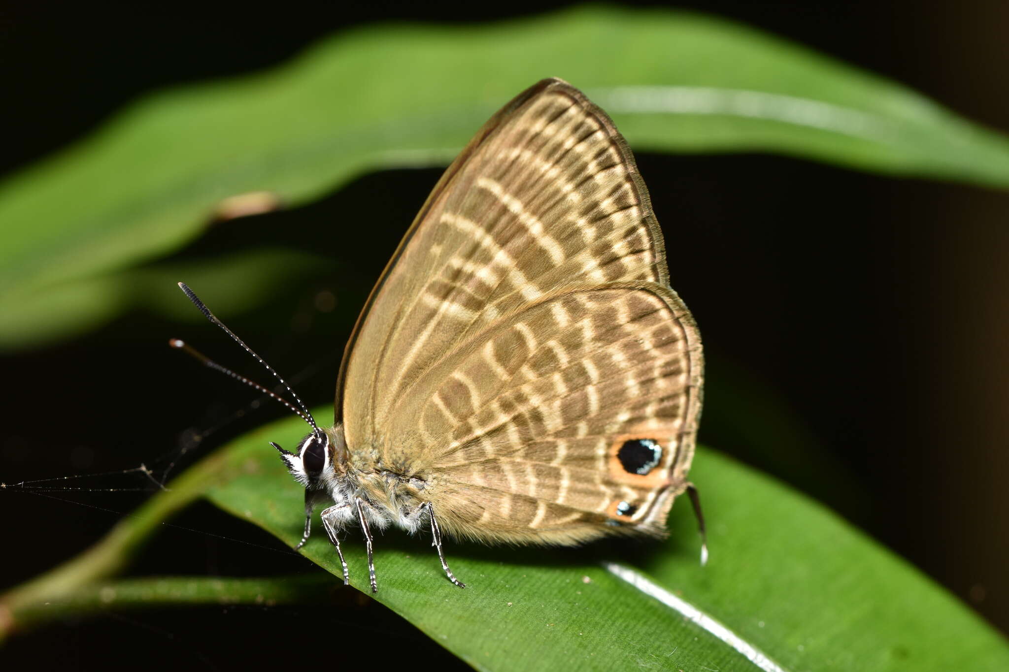 Image of Nacaduba pactolus (Felder 1860)