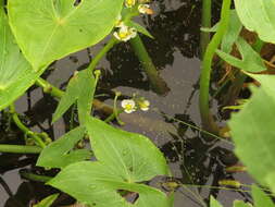 Image of Hooded Arrowhead