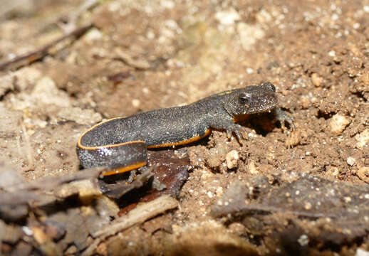 Image of Italian crested newt