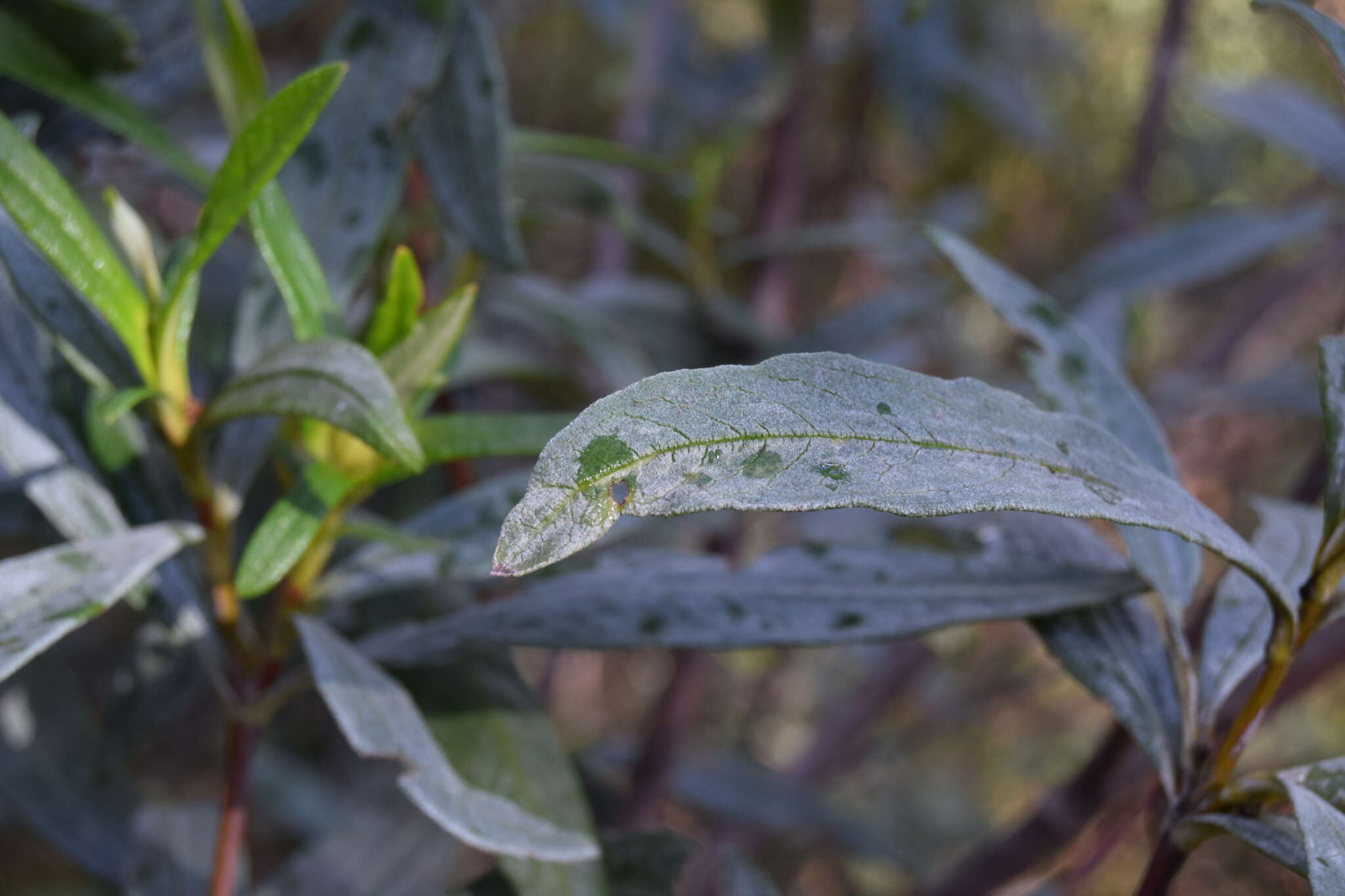 Image of common gum cistus