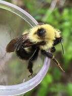 Imagem de Bombus flavidus Eversmann 1852