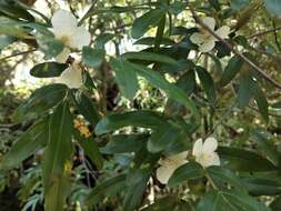 Image of Eucryphia moorei F. Müll.