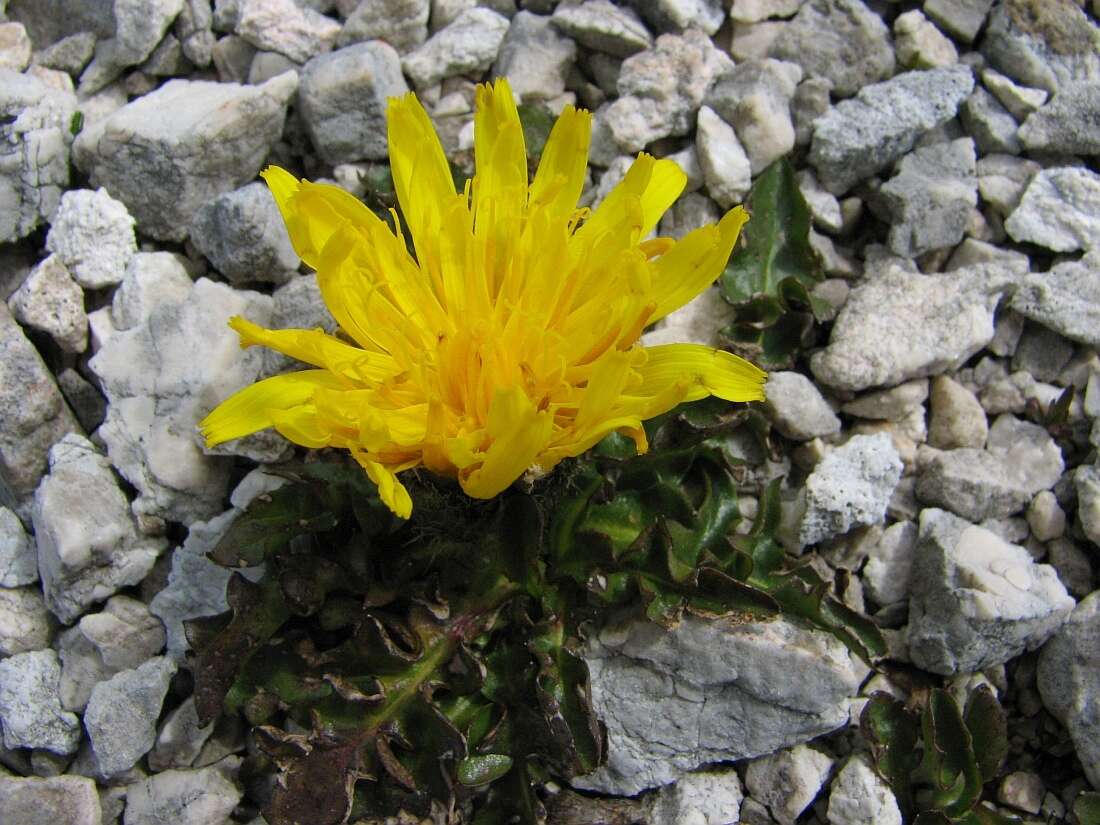 Image of Crepis terglouensis (Hacq.) A. Kerner