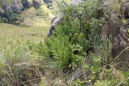 Image of Dryopteris athamantica (Kunze) O. Kuntze