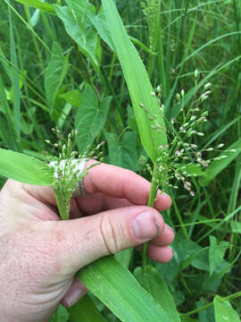 Image of Deer-Tongue Rosette Grass