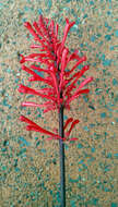 Image of Cardinal's guard flower