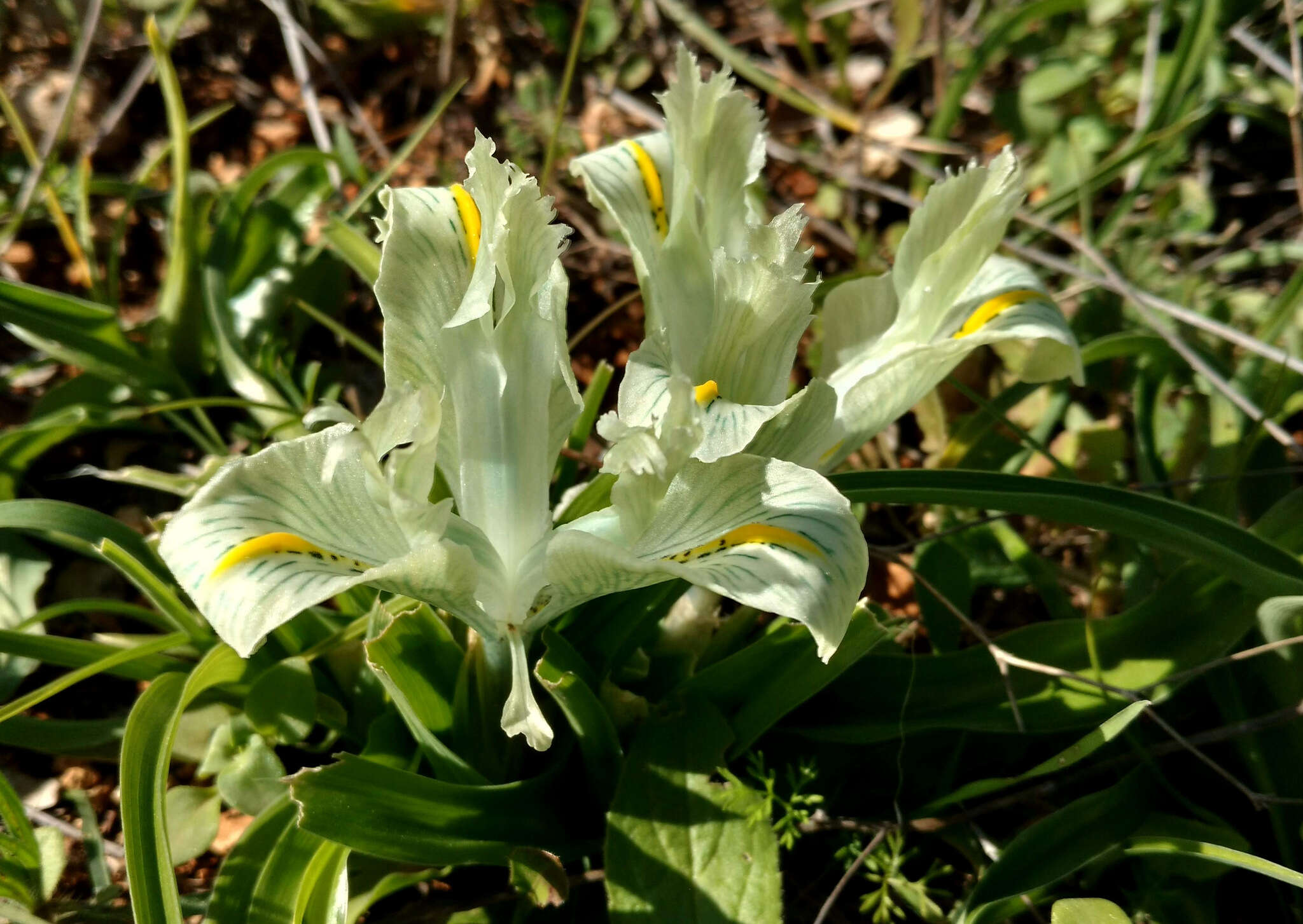 Iris palaestina (Baker) Barbey的圖片