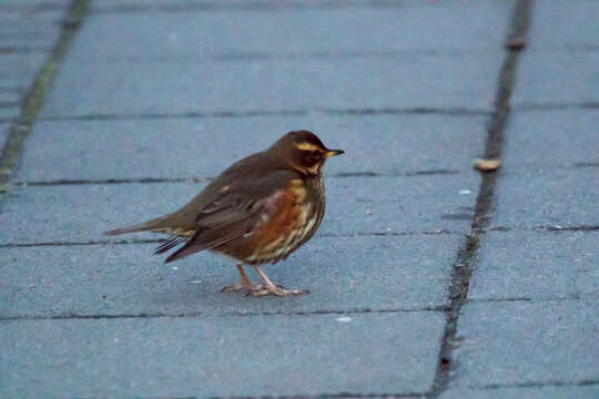 Sivun Turdus iliacus coburni Sharpe 1901 kuva