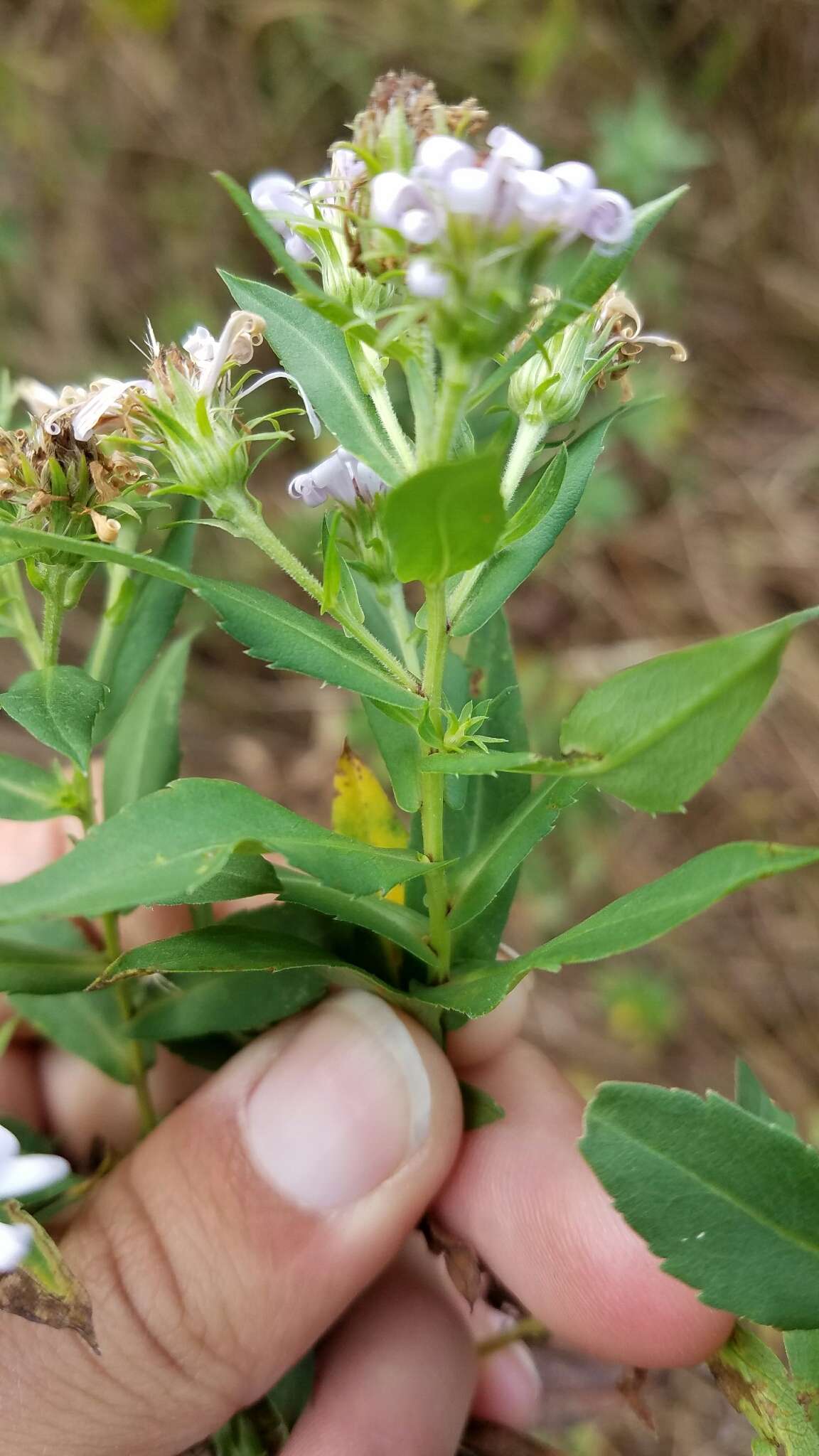 Plancia ëd Symphyotrichum firmum (Nees) G. L. Nesom